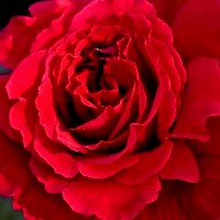 Розы Шраб