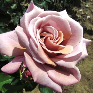 Роза чайно-гибридная Симпли Джоржиус