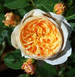 Роза кустовая Тизинг Джорджия
