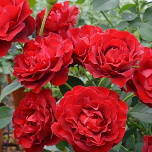 Роза чайно-гибридная Оммаж а Барбара