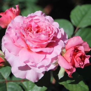 Роза чайно-гибридная Айсфогель