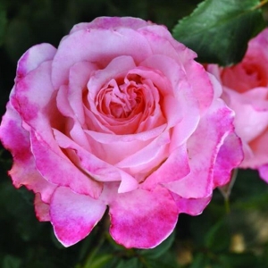 Роза флорибунда Пикоти Ваза