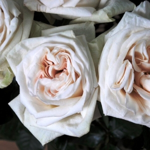 Роза чайно-гибридная Вайт о Хара