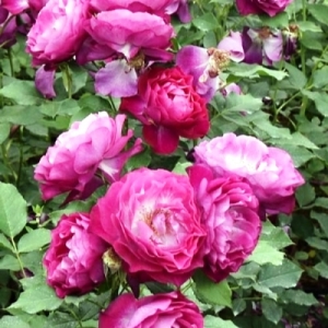 Роза почвопокровная Бэлдуин