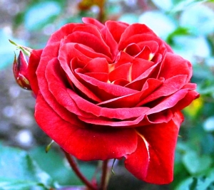 Роза флорибунда Браун Вельвет