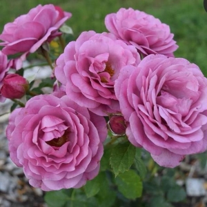 Роза шраб Тельма
