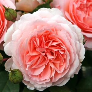 Роза флорибунда Мерхенцаубер