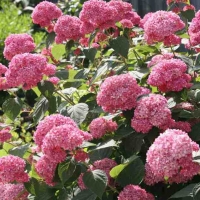 Гортензия древовидная &quot;Пинк Аннабель&quot; (Hydrangea arborescens “Pink Annabelle”)