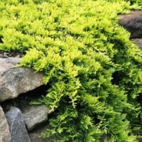 Можжевельник горизонтальный Голден Карпет (Juniperus horisontalis Golden Carpet)