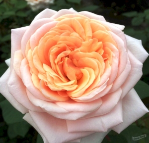 Роза канадская парковая Морден Блаш (Morden Blush)