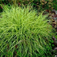 Осока Пальмолистная (Carex muskingumensis)