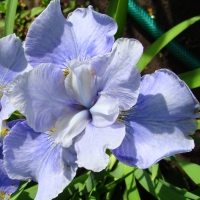 Ирис Сибирский Кембридж (Iris sibirica Cambridge)