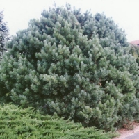 Сосна обыкновенная Ватерери (Pinus sylvestris Watereri)
