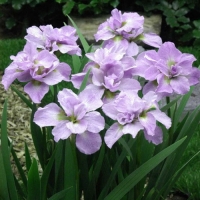 Ирис сибирский (Iris sibirica)