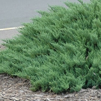 Можжевельник горизонтальный Блю Чип (Juniperus horisontalis Blue Chip)