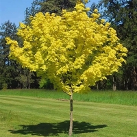 Клен остролистный «Голден Глоб» (Acer platanoides «Golden Globe»)