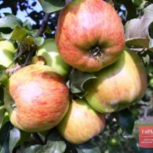 Яблоня «Декабренок»