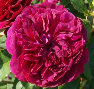 Роза Английская Фальстаф (Falstaff)