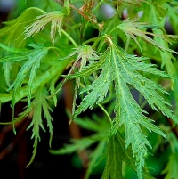 Клён серебристый «Лациниатум Виери» (Acer saccharinum «Laciniatum Wieri»)