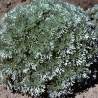 Полынь Шмидта Сильвер Маунд (Artemisia schmidtiana Silver Mound)