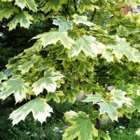 Клен остролистный «Друммонди» (Acer platanoides «Drummondii»)