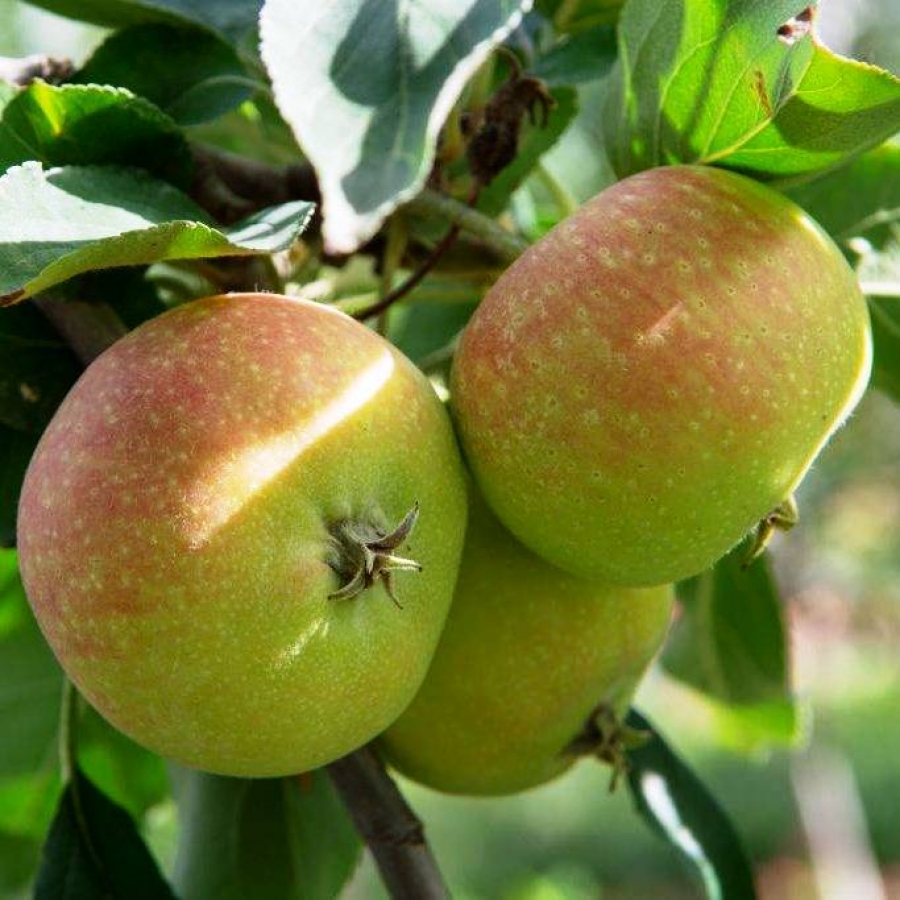 Сорт яблок сувенир Алтая