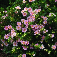 Лапчатка кустарниковая Лавли Пинк (Potentilla fruticosa Lovely Pink)