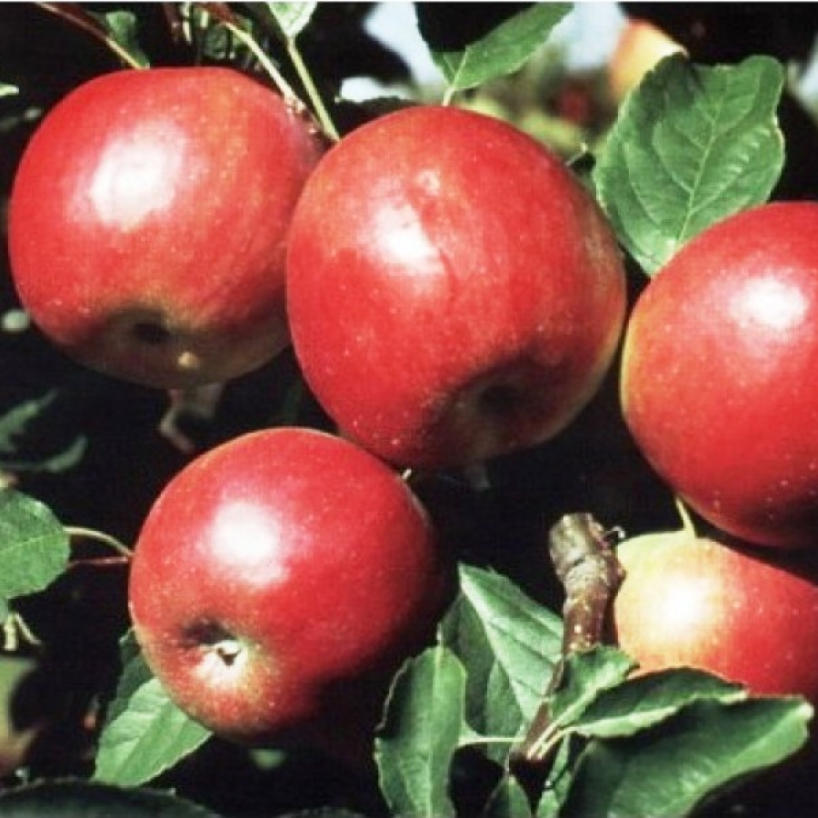 Яблони красное раннее фото