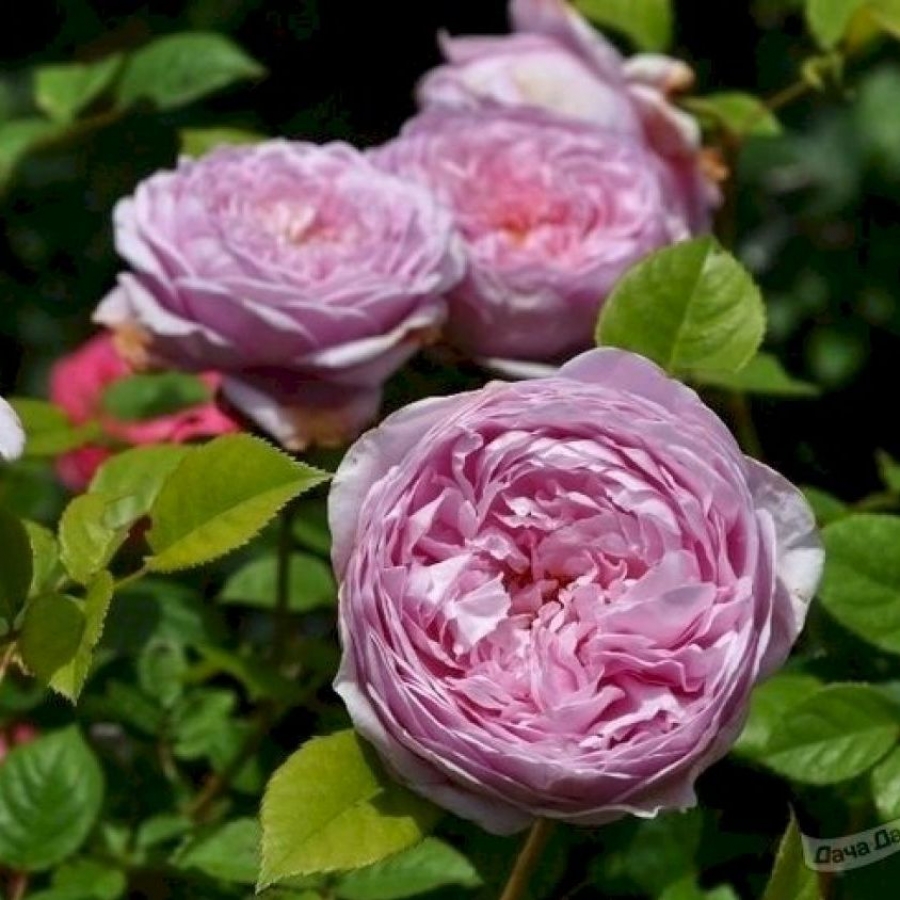 Купить саженцы Английской розы, Чайно-гибридной розы, Розы Флорибунда