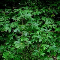 Клен дланевидный «Диссектум» (Acer palmatum «Dissectum») 