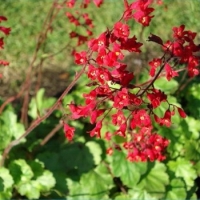 Гейхера кроваво-красная  (Geikera sanguinea)