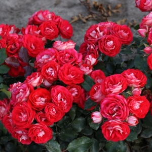 Роза флорибунда Розиге Ландростай