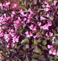 Вейгела цветущая Нана пурпуреа (Weigela florida Nana Purpurea) 