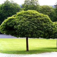 Клён остролистный Глобозум (Acer platanoides Globosum)