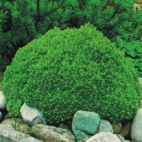 Ель обыкновенная Литл Гем (Picea abies Little Gem)