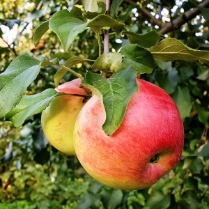 Яблоня «Ароматное»