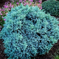 Можжевельник чешуйчатый Блю Стар (Juniperus squamata Blue Star) 