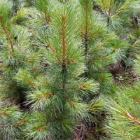 Кедр сибирский (Pinus sibirica)