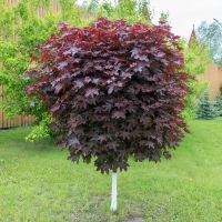 Клен остролистный «Пурпур Глобе» (Acer platanoides «Purple Globe»)