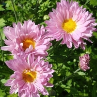 Хризантема мелкоцветковая Розовая ромашка (Chrysanthemum indicum)